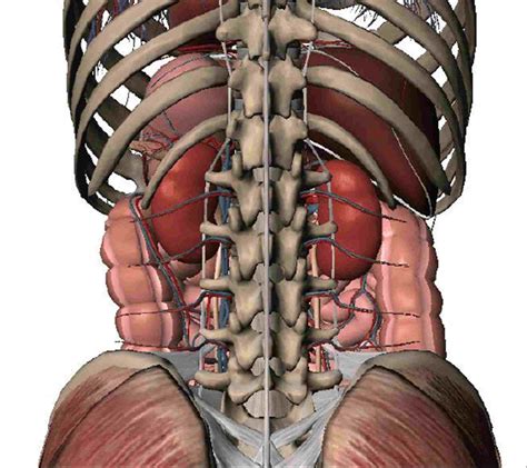 Abdominal Anatomy Organs Rear Organs Of The Upper Abdomen Model K22 2