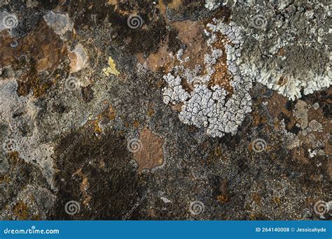 Lichens Growing On Limestone Stock Photo Image Of Marlstone Lecanora