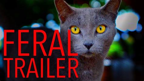 Feral The Battle Over Hawaiis Cats 2018 Documentary Trailer