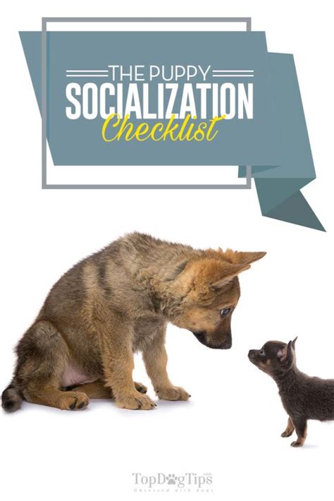 Puppy socialization is a vital part of puppyhood. Puppy Socialization Checklist: How, When and Why to ...