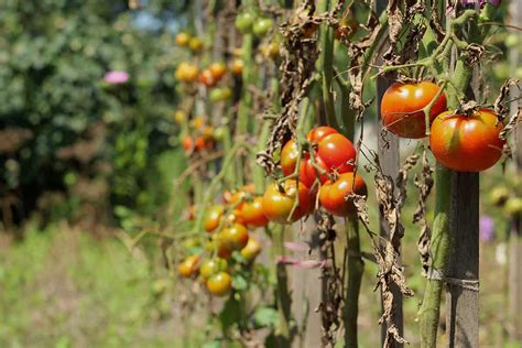 Identifying And Treating Common Tomato Plant Ailments Including