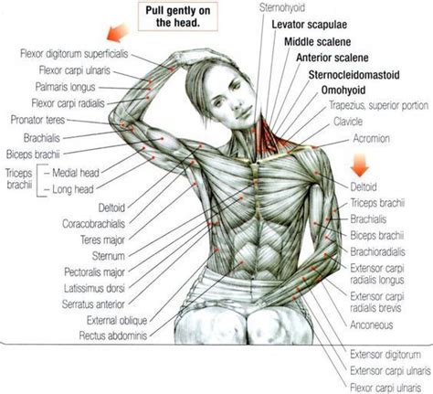 Pin On Anatomy Review In 2023 Yoga Anatomy Muscle Anatomy Anatomy