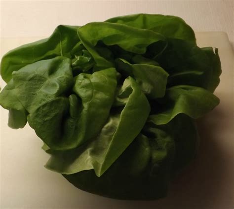 Storing Lettuce And Keeping It Fresh Instructables