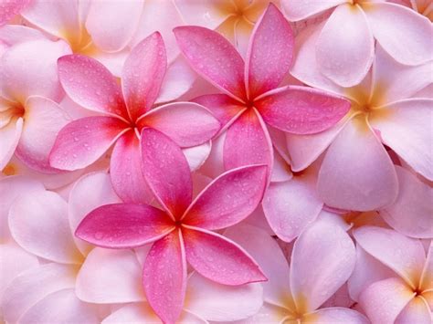 Si te gustan mucho las imágenes de flores, tienes que saber que esta galeria te gustará mucho. 30 imágenes bonitas de Flores Hermosas para apreciar y ...