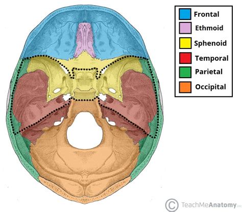 Middle Cranial Fossa Boundaries Contents Teachmeanatomy