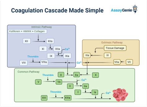 Coagulation Cascade Diagram Simple
