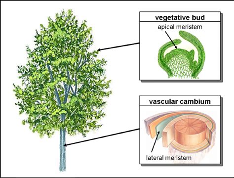 A Tree As A Population Of Meristems Apical Meristems Are Located In