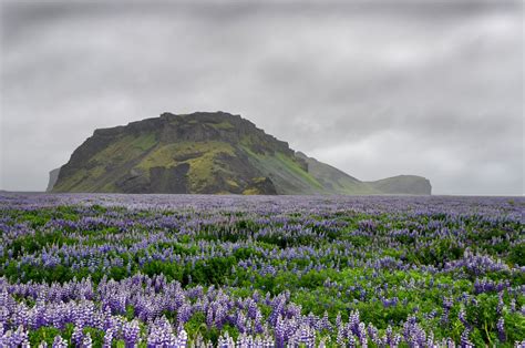 Best Time For Lupin Blooming In Iceland 2024 When To See Roveme