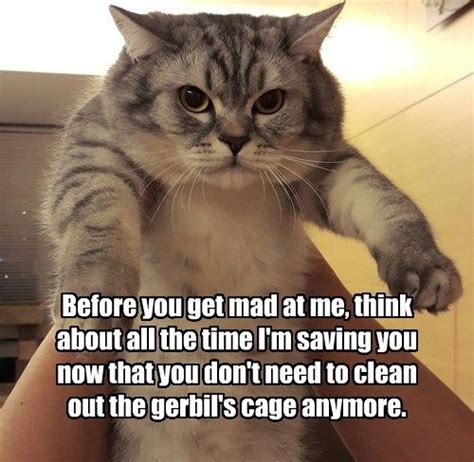 Get The Unbelievable Funny Cat Memes Sorry For You Hilarious Pets