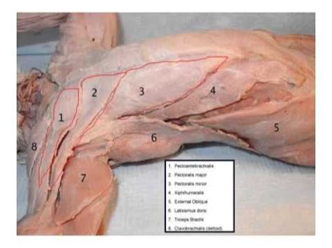 Dissection #1 & #2 combined tinycards by duolingo is a fun flashcard app that helps you memorize anything for free, forever. cat dissection muscles - Google Search | Cat anatomy ...