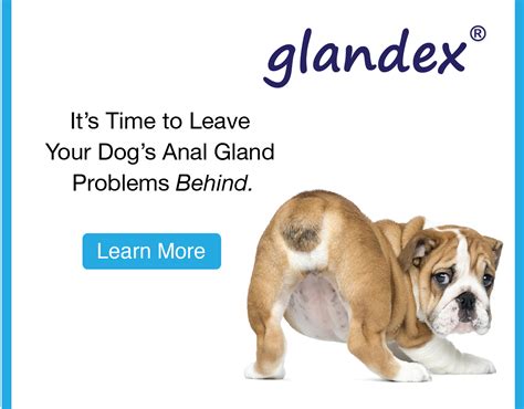 Anal Gland Problems In Dogs Inforithm