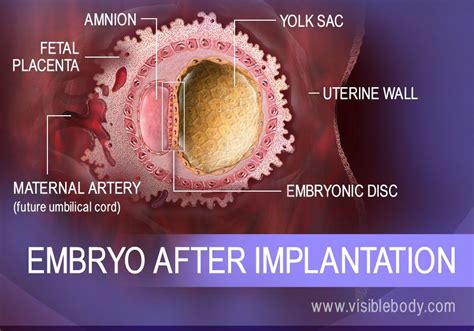 2 The Zygote Becomes An Embryo Development Prior To And During Implantation Embryonic