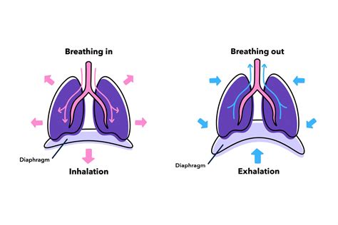 Discover Diaphragmatic Breathing Meditopia Blog