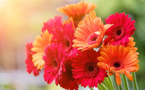Download Wallpapers Colorful Gerberas 4k Bokeh Beautiful Flowers