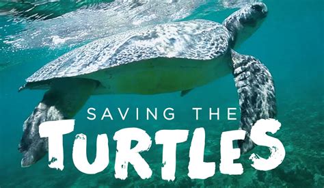 Saving The Turtles Of Port Hedland Trailer Youtube
