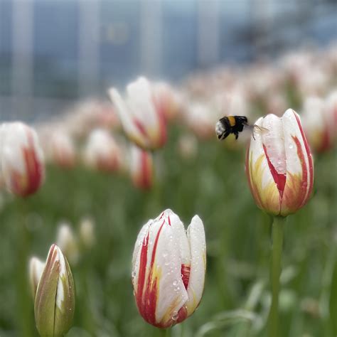 sprøytemidler klimastavanger