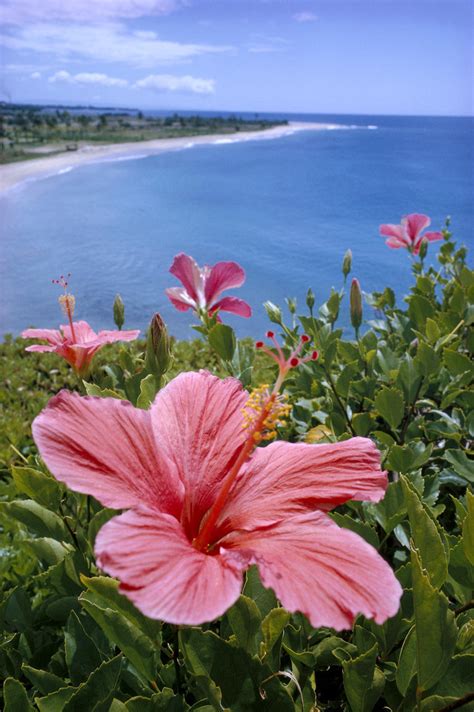 Hawaii Pink Hibiscus Overlooking Beach B1589 PacificStock