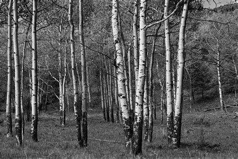 A superb oil painting of silver birch trees in the snow of early winter a true artist who can paint white of new snow and the silver tones incurred of the tree bark very clever and tallented. Black And White Photograph Of A Birch Tree Grove No. 0133 ...