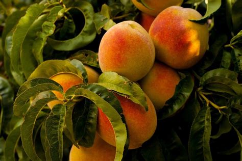 Growing Perfect Peaches In Colder Climates Southeast Agnet