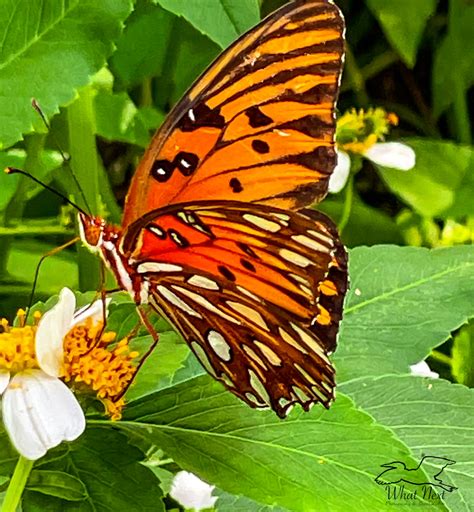 The Gulf Fritillary Is One Of Floridas Most Spectacular Butterflies