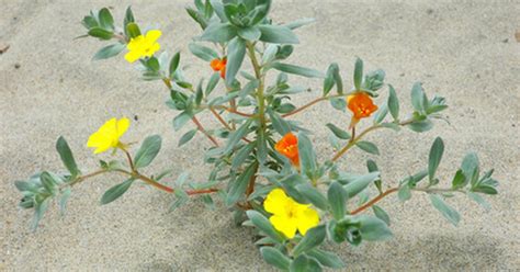 We did not find results for: Flowers That Don't Need Water | eHow UK