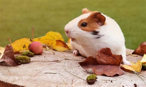 What Should I Feed My Guinea Pig Daily 10 Healthy Foods