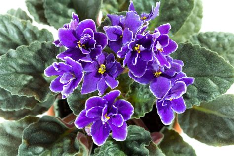 African Violets On Display At Annual Show And Sale Lifestyles