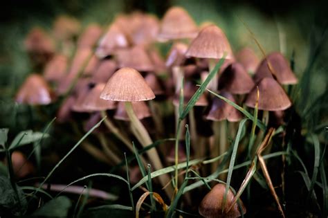 Mushroom Foraging The Ultimate Guide Mushroom Site