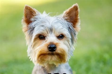 List Of Small Hypoallergenic Dog Breeds Toy Breeds