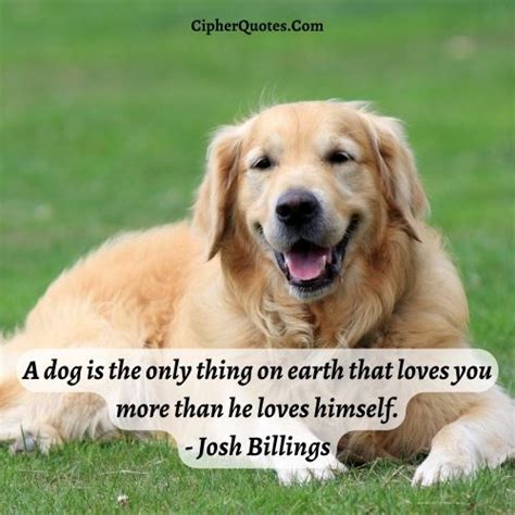 55 Best Golden Retriever Quotes And Captions For Instagram