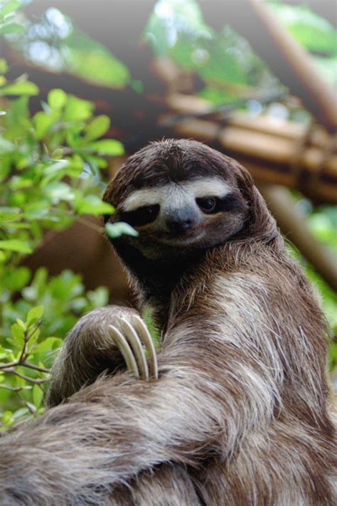 Untitled Sloth Funny Animals Sassy Sloth