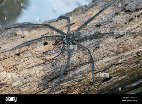 A Giant Black Spider Spread On A Log Yasuni National Park Ecuador