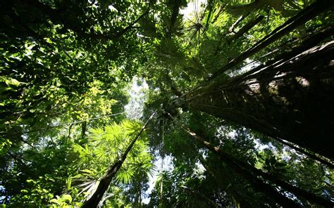 Image of animated rain wallpapers for desktop 67 images. Rain Forest Wallpapers - Wallpaper Cave