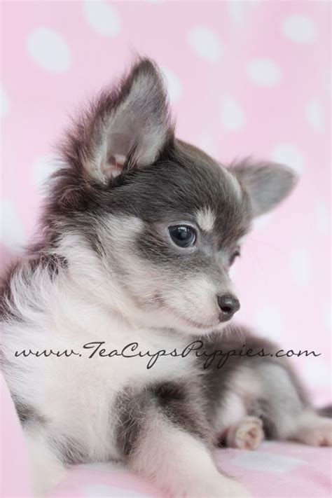 Adorable long hair chihuahua/pomeranian mixed puppies. long haired chihuahua by teacupspuppies.com | Chihuahua ...