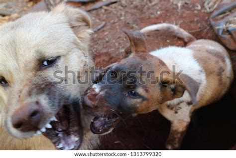Two Dogs Biting Each Other Stock Photo 1313799320 Shutterstock