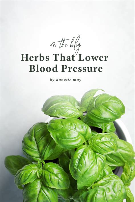 5 Herbs That Help Lower Your Blood Pressure Danettemay