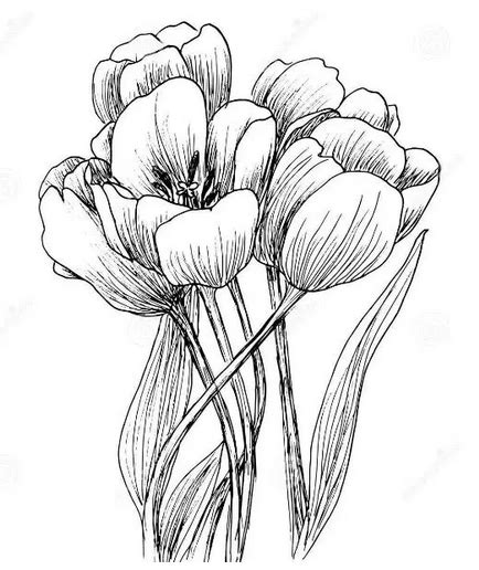 Sketsa Bunga Bunga Matahari Teratai Mawar Sakura Tulip