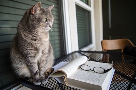 The Best Books For Cat Lovers Scientific American Blog Network