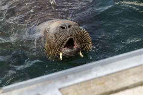 Freya The Walrus Euthanized To Protect Crowds In Norway S Oslo Fjord UPI Com