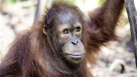 Orangutan Jungle School All 4