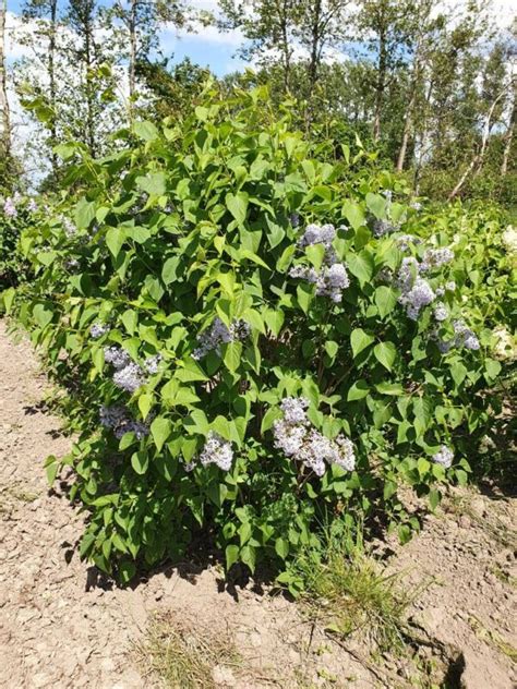 Syringa Vulgaris Joel Klerk Planteskole Tlf 48210771 Løvfældende Træer Engros