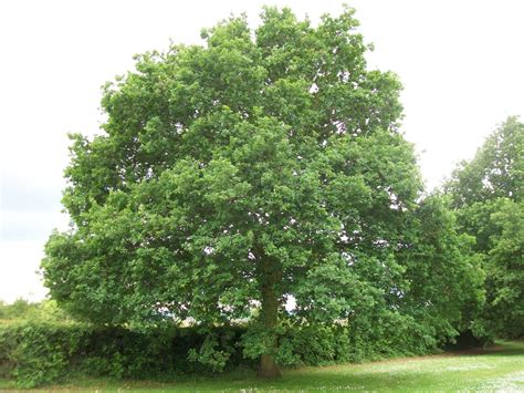 Quercus Robur English Oak Identification Guide