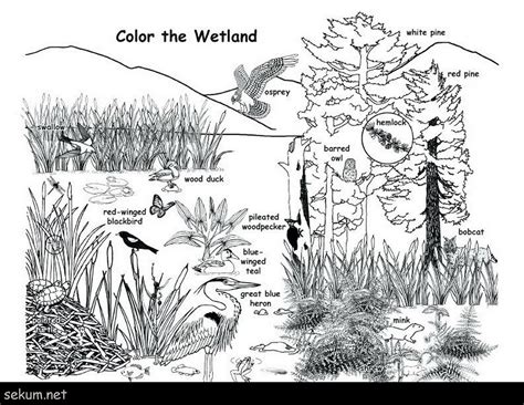 Download Wetland plants and animals coloring page | Animal habitats ...