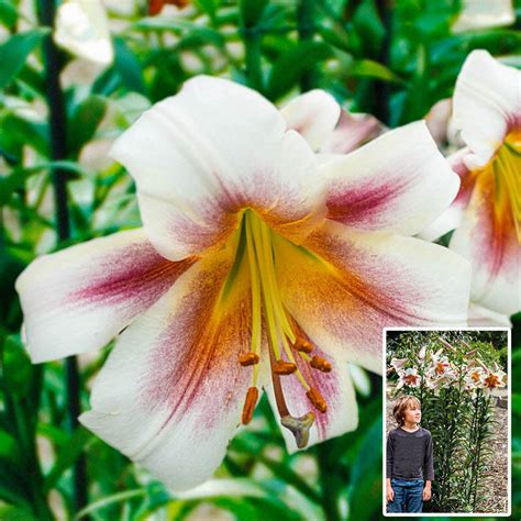 Buy Passion Moon Lily Tree Online Lily Trees Sale Brecks