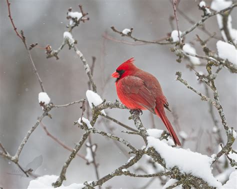 Northern Cardinal After A Snowfall Swip Flickr