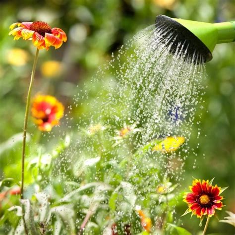 Summer Watering Tips Wagner Greenhouses