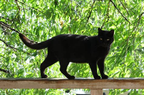 file black cat on a railing and green trees in summer hisashi 01 wikipedia