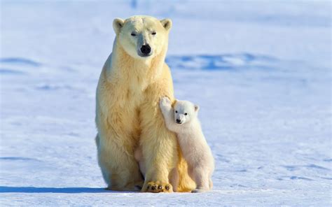 Wallpaper Snow Wildlife Polar Bears Baby Animals Arctic Tundra