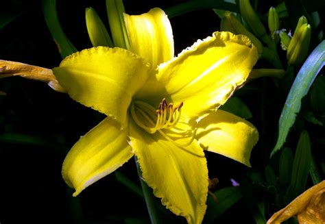 Free Picture Yellow Lily Flower