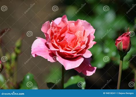 Dark Pink Rose Blooming In A Rose Garden Stock Image Image Of Flower